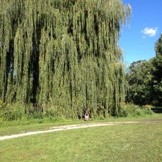 Some very, very cool willow trees around the lake.